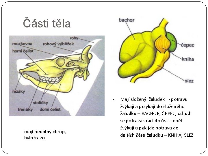 Části těla - mají neúplný chrup, býložravci Mají složený žaludek - potravu žvýkají a