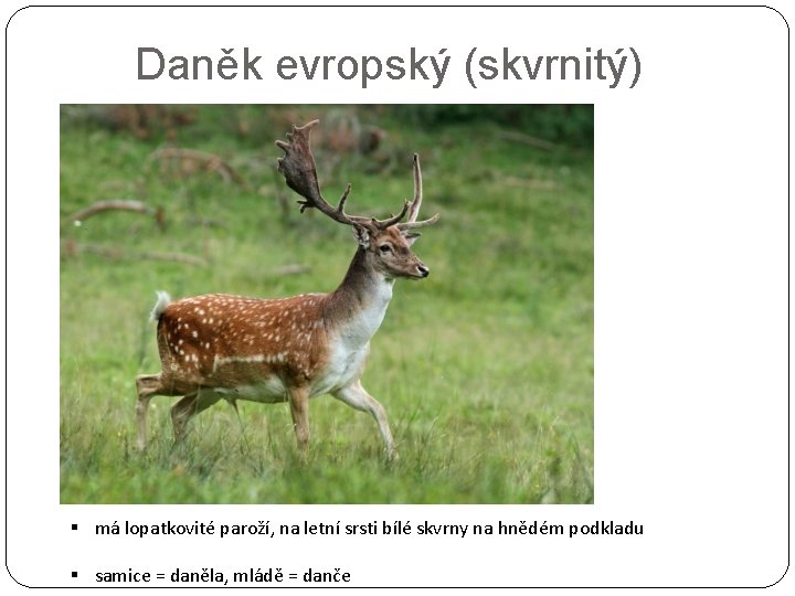 Daněk evropský (skvrnitý) § má lopatkovité paroží, na letní srsti bílé skvrny na hnědém