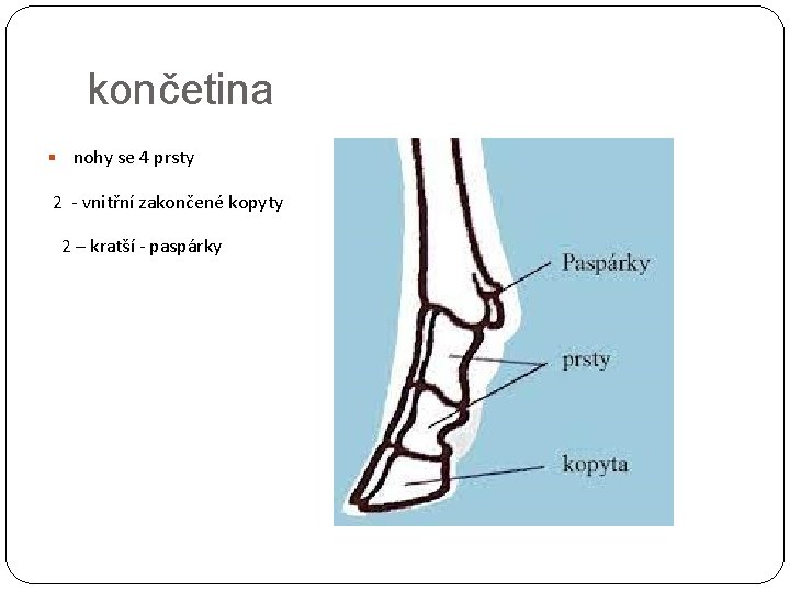 končetina § nohy se 4 prsty 2 - vnitřní zakončené kopyty 2 – kratší