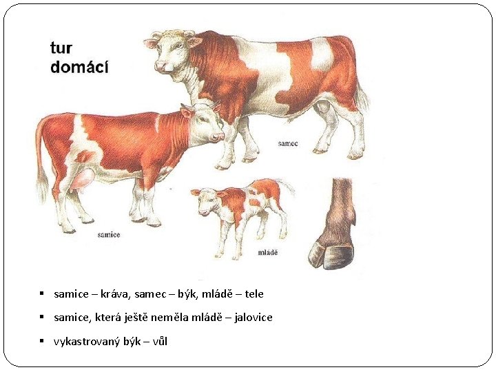 § samice – kráva, samec – býk, mládě – tele § samice, která ještě