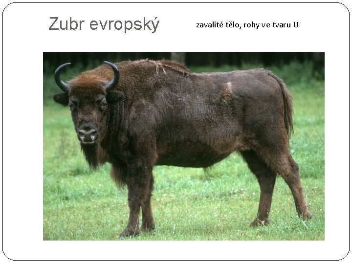 Zubr evropský zavalité tělo, rohy ve tvaru U 