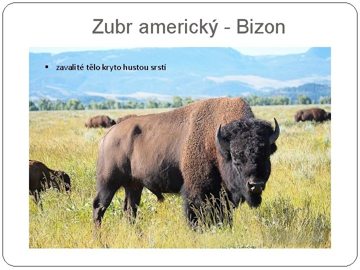 Zubr americký - Bizon § zavalité tělo kryto hustou srstí 