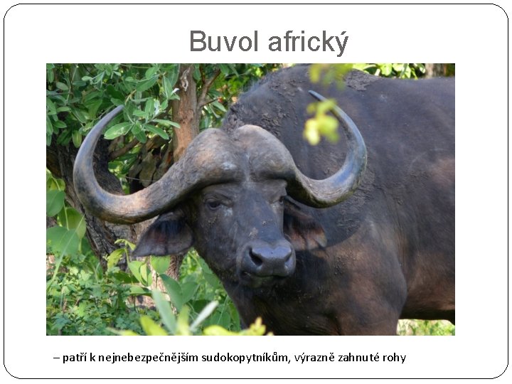 Buvol africký – patří k nejnebezpečnějším sudokopytníkům, výrazně zahnuté rohy 