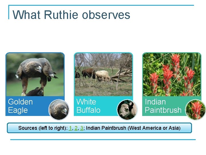 What Ruthie observes Golden Eagle White Buffalo Indian Paintbrush Sources (left to right): 1,