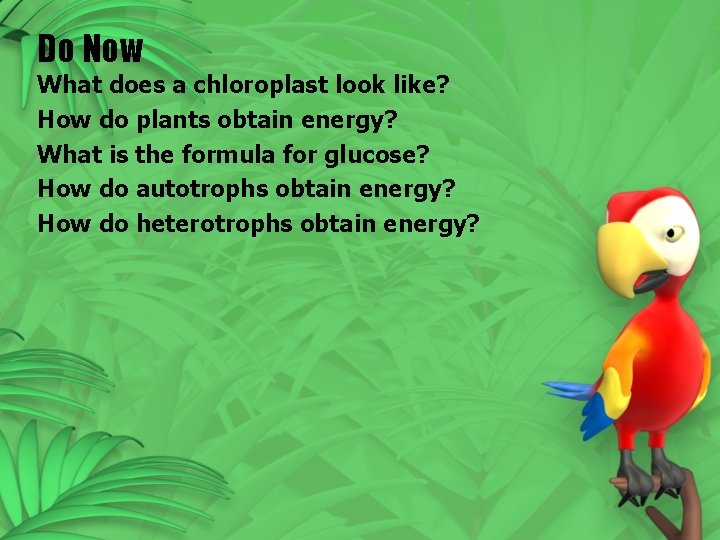 Do Now What does a chloroplast look like? How do plants obtain energy? What Do Now What does a chloroplast look like? How do plants obtain energy? What