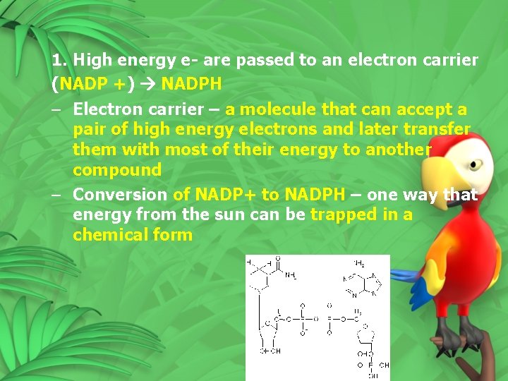 1. High energy e- are passed to an electron carrier (NADP +) NADPH – 1. High energy e- are passed to an electron carrier (NADP +) NADPH –