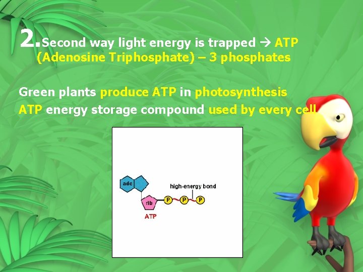 2. Second way light energy is trapped ATP (Adenosine Triphosphate) – 3 phosphates Green 2. Second way light energy is trapped ATP (Adenosine Triphosphate) – 3 phosphates Green