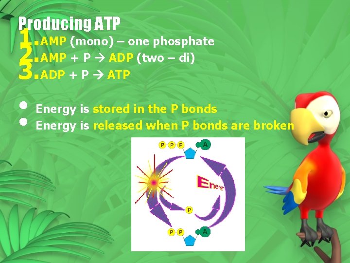 Producing ATP 1. AMP (mono) – one phosphate 2. AMP + P ADP (two Producing ATP 1. AMP (mono) – one phosphate 2. AMP + P ADP (two