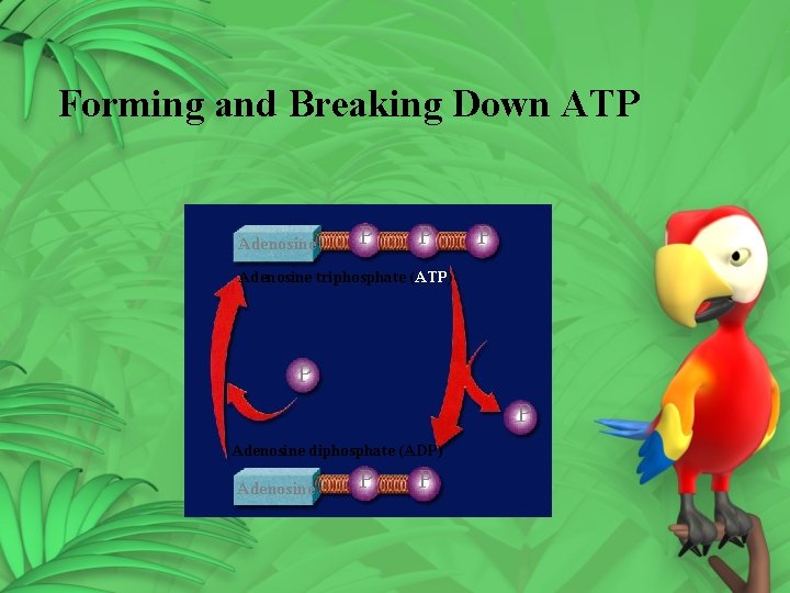 Forming and Breaking Down ATP Adenosine P P P Adenosine triphosphate (ATP) P P Forming and Breaking Down ATP Adenosine P P P Adenosine triphosphate (ATP) P P