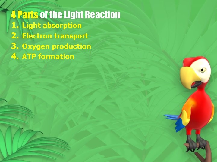 4 Parts of the Light Reaction 1. 2. 3. 4. Light absorption Electron transport 4 Parts of the Light Reaction 1. 2. 3. 4. Light absorption Electron transport