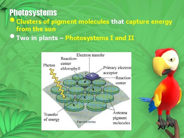Photosystems • Clusters of pigment molecules that capture energy from the sun • Two Photosystems • Clusters of pigment molecules that capture energy from the sun • Two