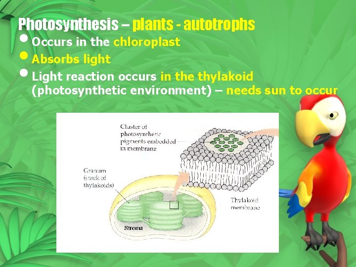 Photosynthesis – plants - autotrophs • Occurs in the chloroplast • Absorbs light • Photosynthesis – plants - autotrophs • Occurs in the chloroplast • Absorbs light •