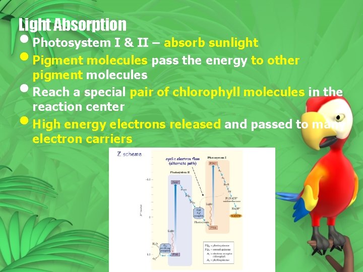 Light Absorption • Photosystem I & II – absorb sunlight • Pigment molecules pass Light Absorption • Photosystem I & II – absorb sunlight • Pigment molecules pass