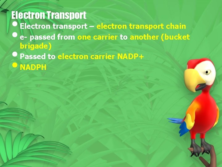 Electron Transport • Electron transport – electron transport chain • e- passed from one Electron Transport • Electron transport – electron transport chain • e- passed from one