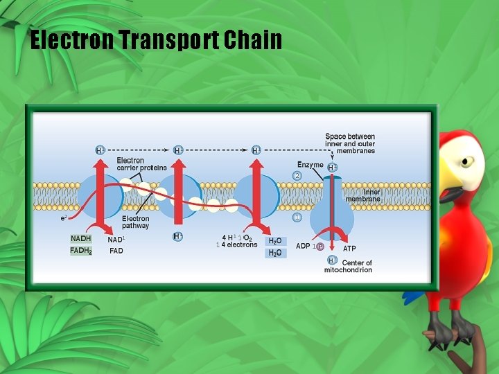 Electron Transport Chain Electron Transport Chain