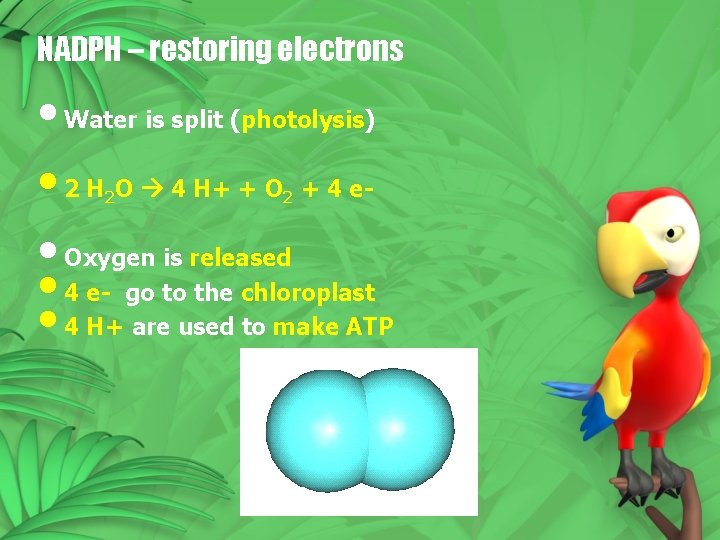 NADPH – restoring electrons • Water is split (photolysis) • 2 H O 4 NADPH – restoring electrons • Water is split (photolysis) • 2 H O 4