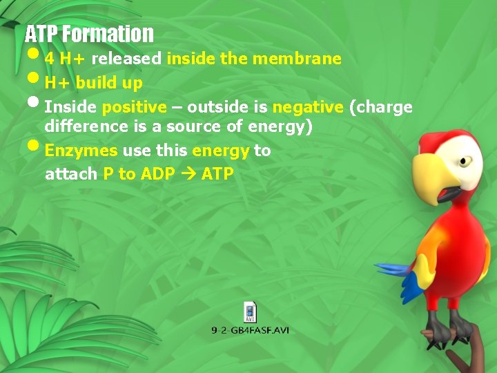 ATP Formation • 4 H+ released inside the membrane • H+ build up • ATP Formation • 4 H+ released inside the membrane • H+ build up •