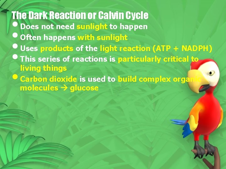 The Dark Reaction or Calvin Cycle • Does not need sunlight to happen • The Dark Reaction or Calvin Cycle • Does not need sunlight to happen •