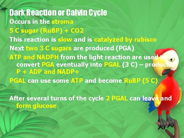 Dark Reaction or Calvin Cycle Occurs in the stroma 5 C sugar (Ru. BP) Dark Reaction or Calvin Cycle Occurs in the stroma 5 C sugar (Ru. BP)