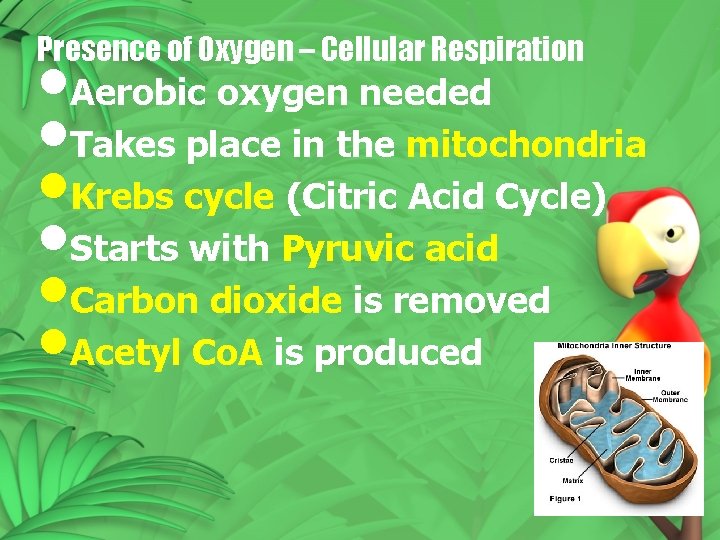Presence of Oxygen – Cellular Respiration • Aerobic oxygen needed • Takes place in Presence of Oxygen – Cellular Respiration • Aerobic oxygen needed • Takes place in