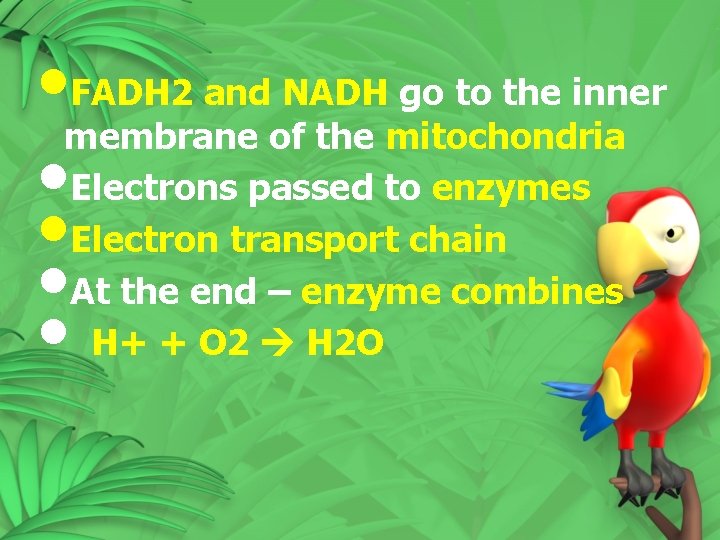 • FADH 2 and NADH go to the inner membrane of the mitochondria • FADH 2 and NADH go to the inner membrane of the mitochondria