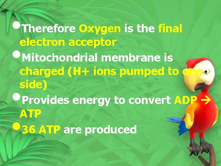 • Therefore Oxygen is the final electron acceptor • Mitochondrial membrane is charged • Therefore Oxygen is the final electron acceptor • Mitochondrial membrane is charged
