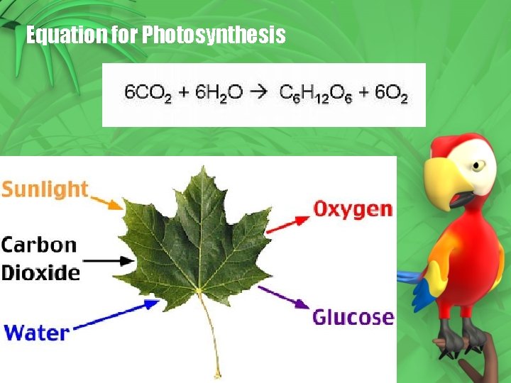 Equation for Photosynthesis Equation for Photosynthesis