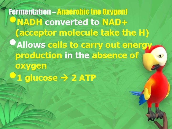 Fermentation – Anaerobic (no Oxygen) • NADH converted to NAD+ (acceptor molecule take the Fermentation – Anaerobic (no Oxygen) • NADH converted to NAD+ (acceptor molecule take the