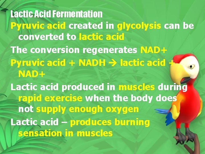 Lactic Acid Fermentation Pyruvic acid created in glycolysis can be converted to lactic acid Lactic Acid Fermentation Pyruvic acid created in glycolysis can be converted to lactic acid