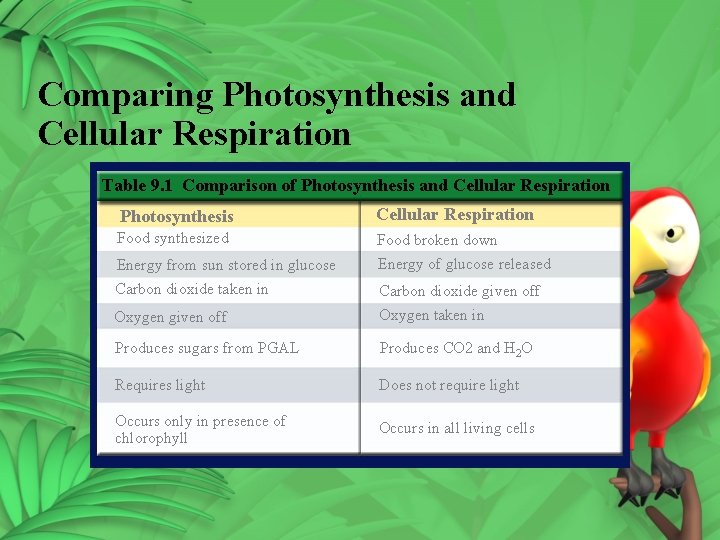 Comparing Photosynthesis and Cellular Respiration Table 9. 1 Comparison of Photosynthesis and Cellular Respiration Comparing Photosynthesis and Cellular Respiration Table 9. 1 Comparison of Photosynthesis and Cellular Respiration