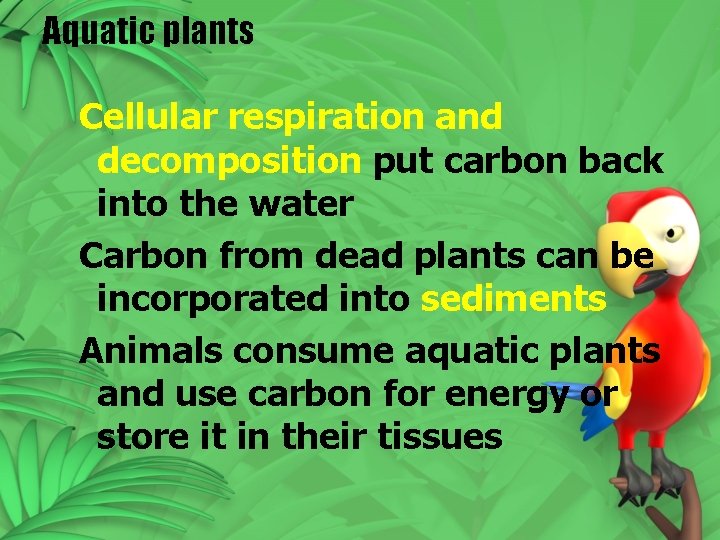Aquatic plants Cellular respiration and decomposition put carbon back into the water Carbon from Aquatic plants Cellular respiration and decomposition put carbon back into the water Carbon from