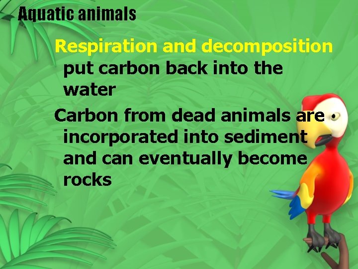 Aquatic animals Respiration and decomposition put carbon back into the water Carbon from dead Aquatic animals Respiration and decomposition put carbon back into the water Carbon from dead