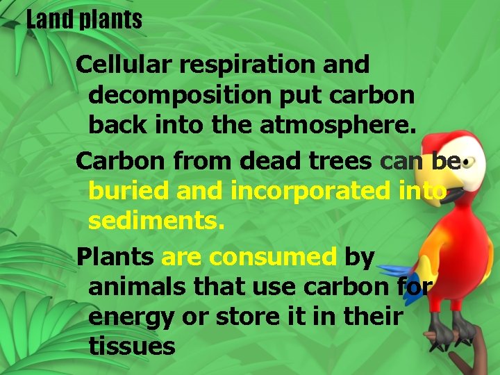 Land plants Cellular respiration and decomposition put carbon back into the atmosphere. Carbon from Land plants Cellular respiration and decomposition put carbon back into the atmosphere. Carbon from