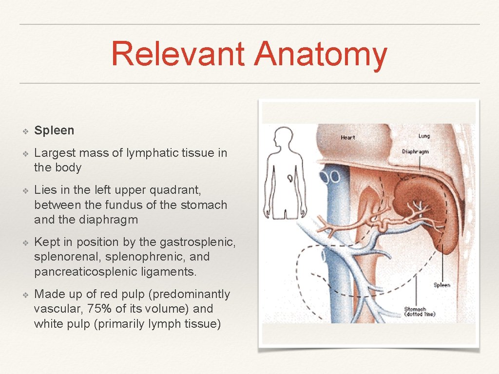 Relevant Anatomy ❖ Spleen ❖ Largest mass of lymphatic tissue in the body ❖