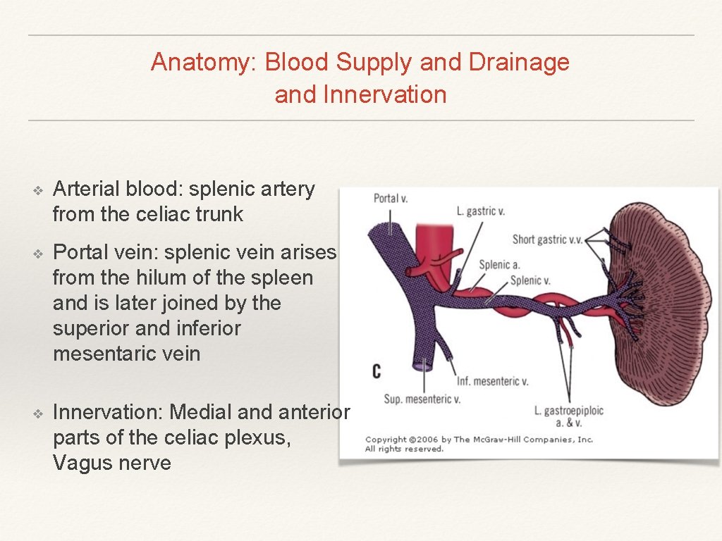 Anatomy: Blood Supply and Drainage and Innervation ❖ Arterial blood: splenic artery from the