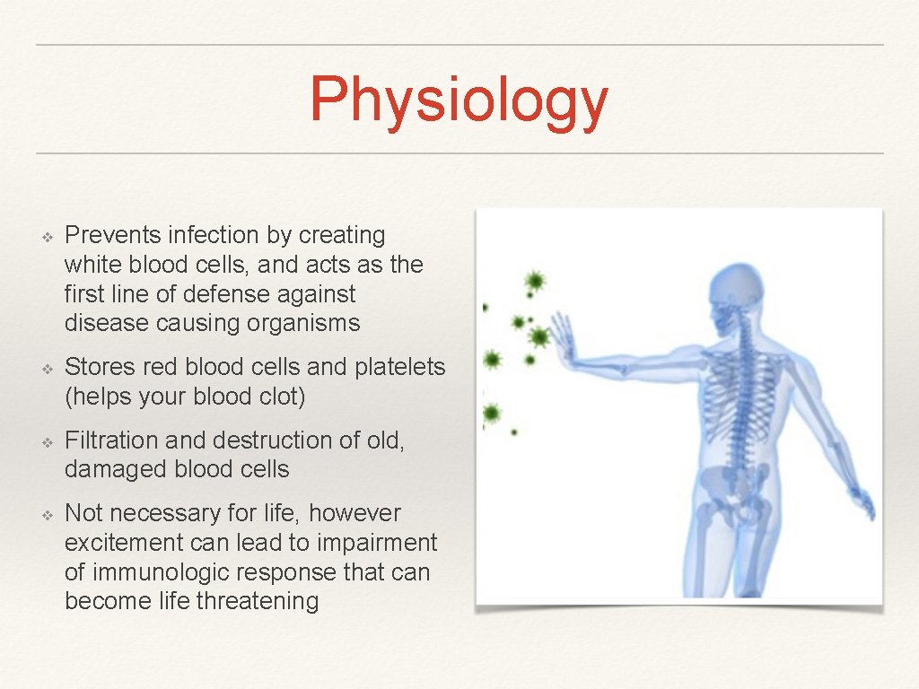 Physiology ❖ Prevents infection by creating white blood cells, and acts as the first