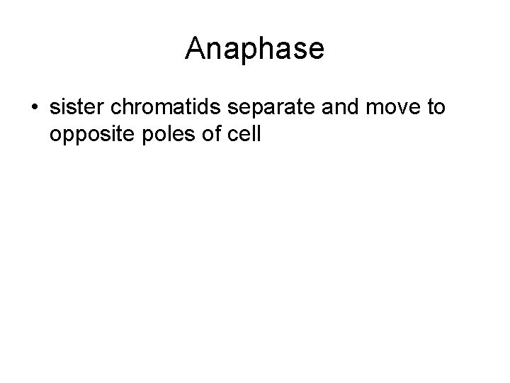 Anaphase • sister chromatids separate and move to opposite poles of cell 