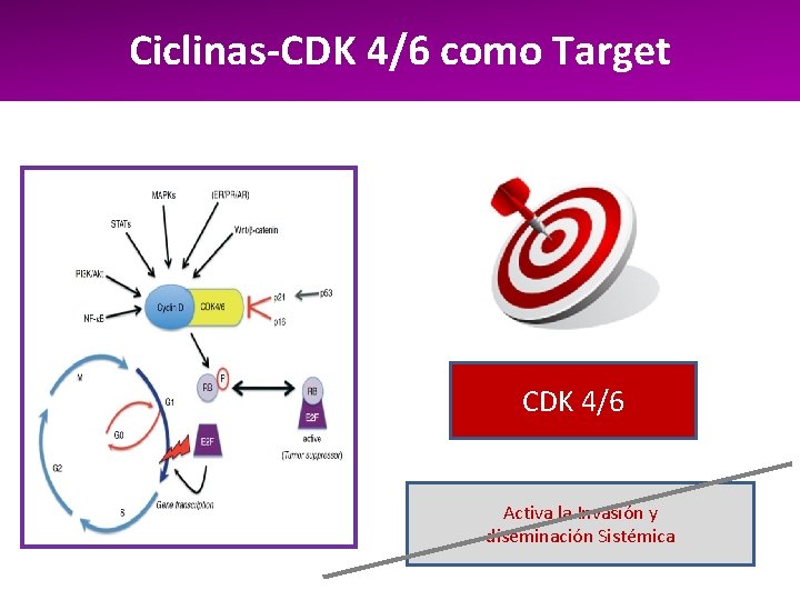 Ciclinas-CDK 4/6 como Target CDK 4/6 Activa la Invasión y diseminación Sistémica 