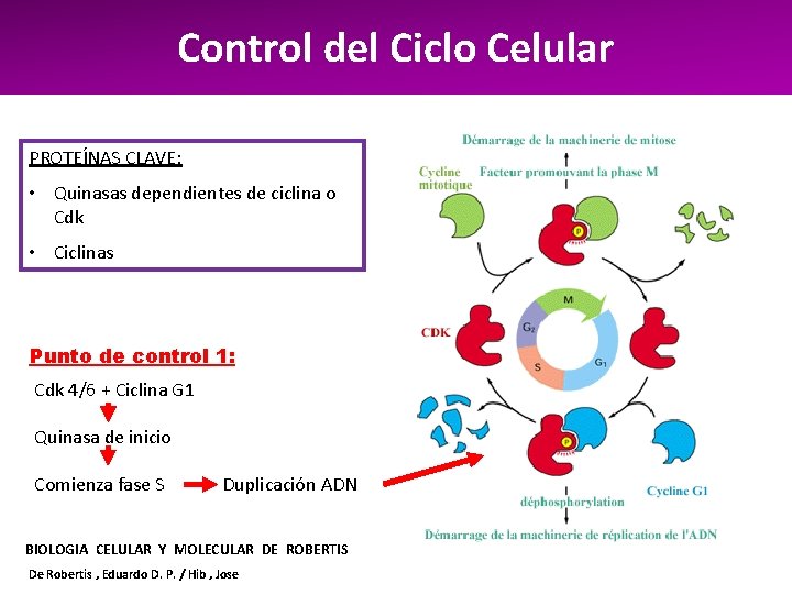 Control del Ciclo Celular PROTEÍNAS CLAVE: • Quinasas dependientes de ciclina o Cdk •