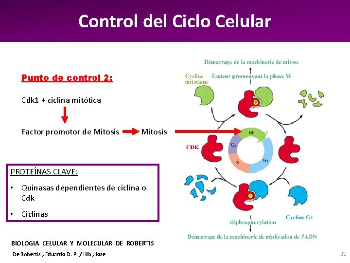 Control del Ciclo Celular Punto de control 2: Cdk 1 + ciclina mitótica Factor