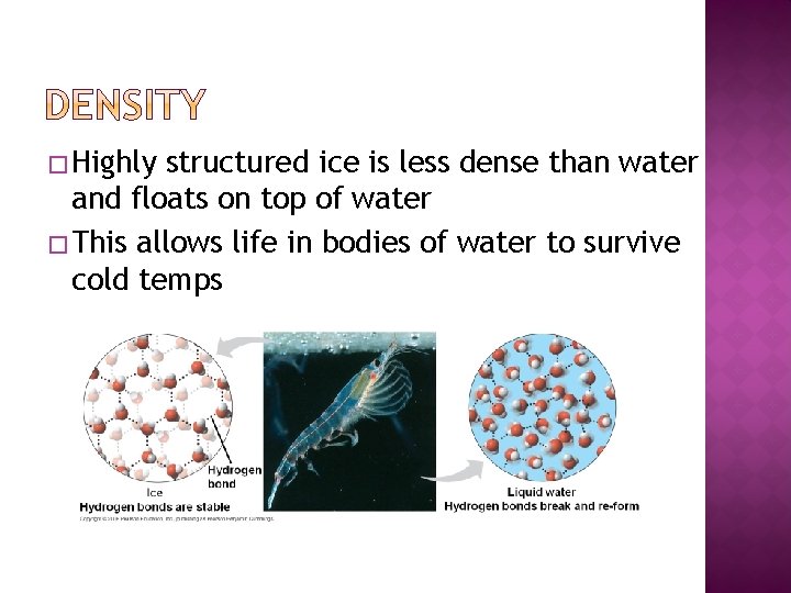 � Highly structured ice is less dense than water and floats on top of