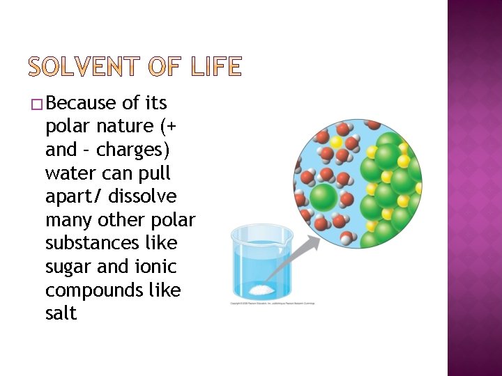 � Because of its polar nature (+ and – charges) water can pull apart/