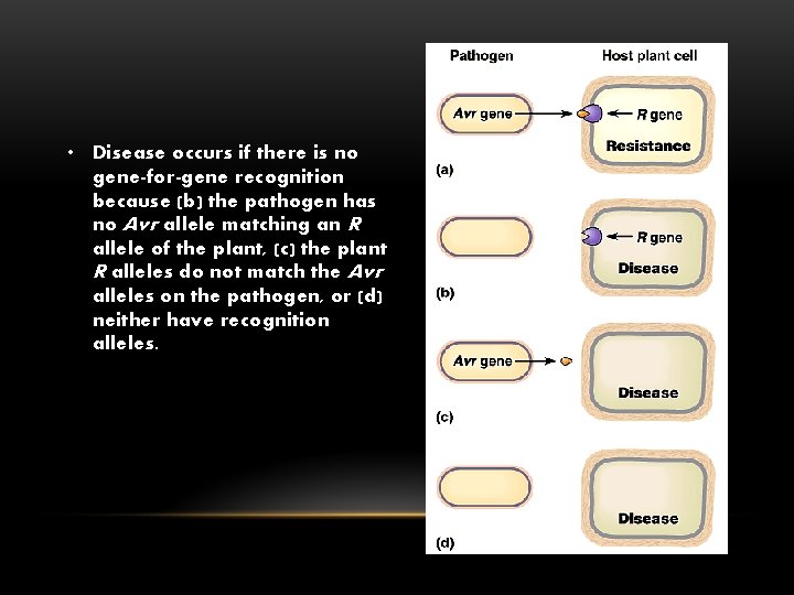  • Disease occurs if there is no gene-for-gene recognition because (b) the pathogen