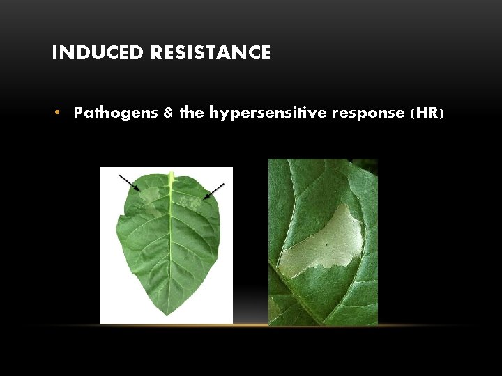 INDUCED RESISTANCE • Pathogens & the hypersensitive response (HR) 