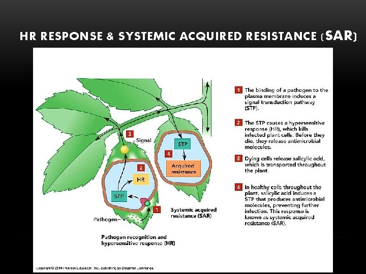 HR RESPONSE & SYSTEMIC ACQUIRED RESISTANCE ( SAR) 