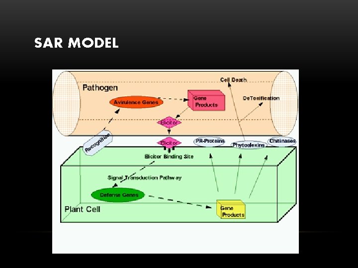 SAR MODEL 