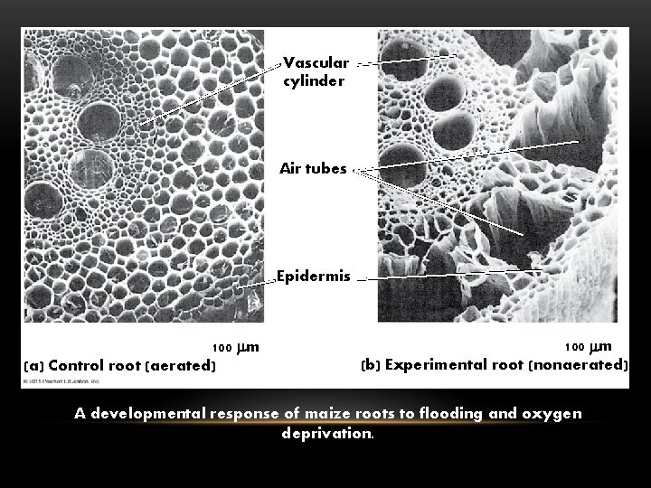 Vascular cylinder Air tubes Epidermis 100 m (a) Control root (aerated) 100 m (b)