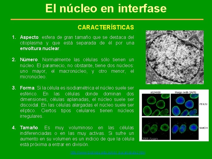 El núcleo en interfase CARACTERÍSTICAS 1. Aspecto: esfera de gran tamaño que se destaca