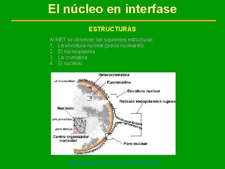 El núcleo en interfase ESTRUCTURAS Al MET se observan las siguientes estructuras: 1. La