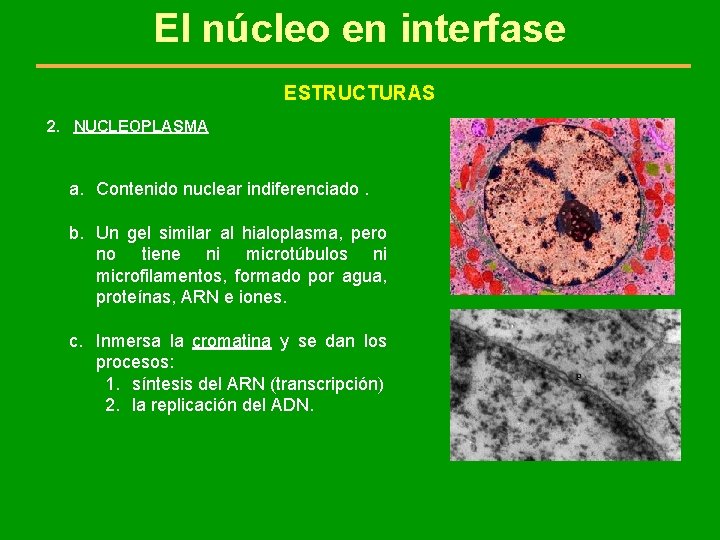 El núcleo en interfase ESTRUCTURAS 2. NUCLEOPLASMA a. Contenido nuclear indiferenciado. b. Un gel